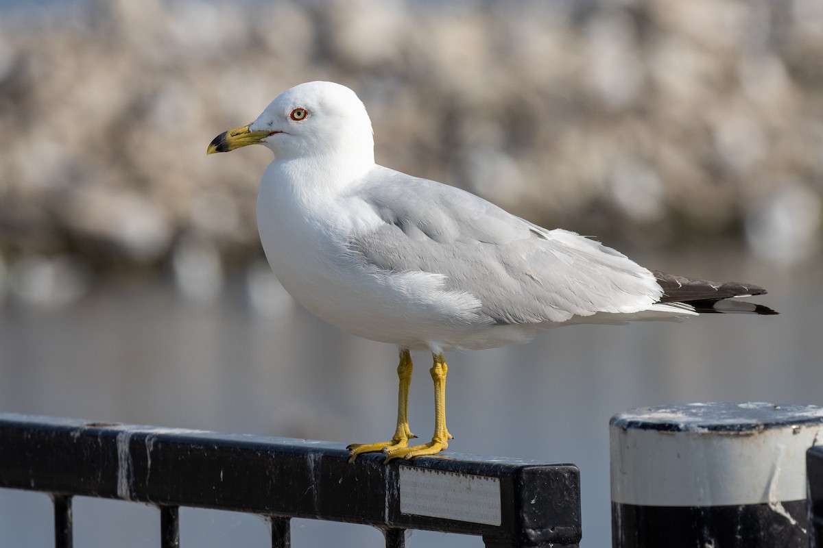 Ring-billed Gull - ML645843216