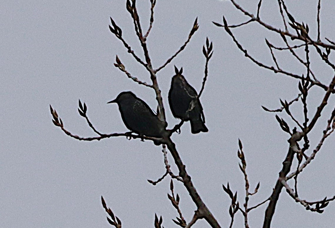 歐洲椋鳥 - ML645843219