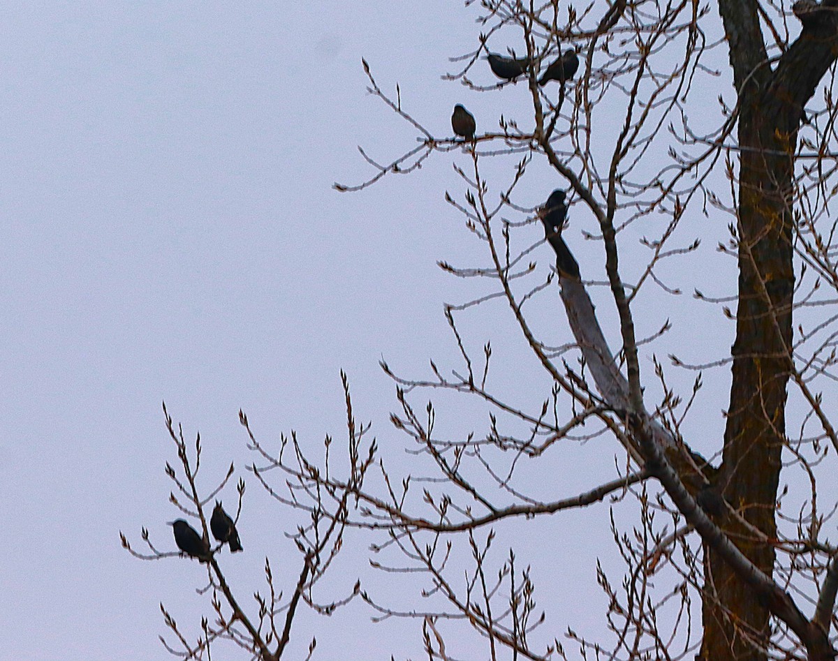 歐洲椋鳥 - ML645843225