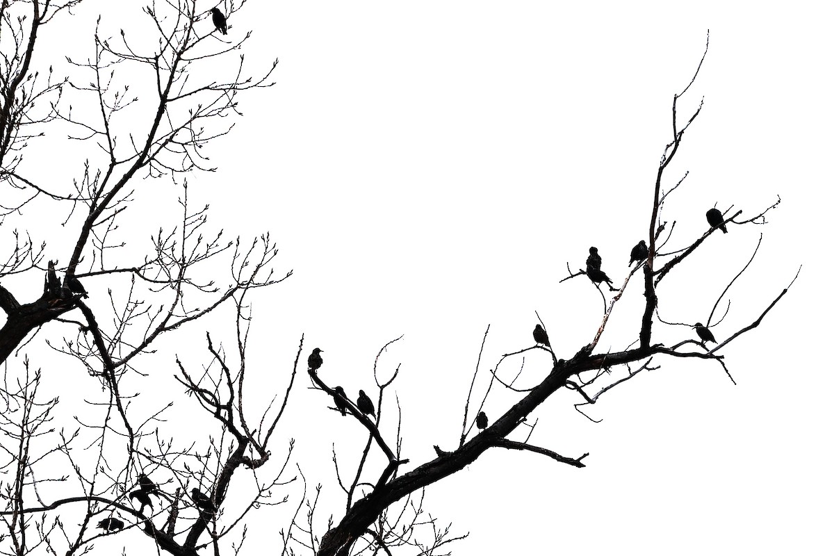 歐洲椋鳥 - ML645843227