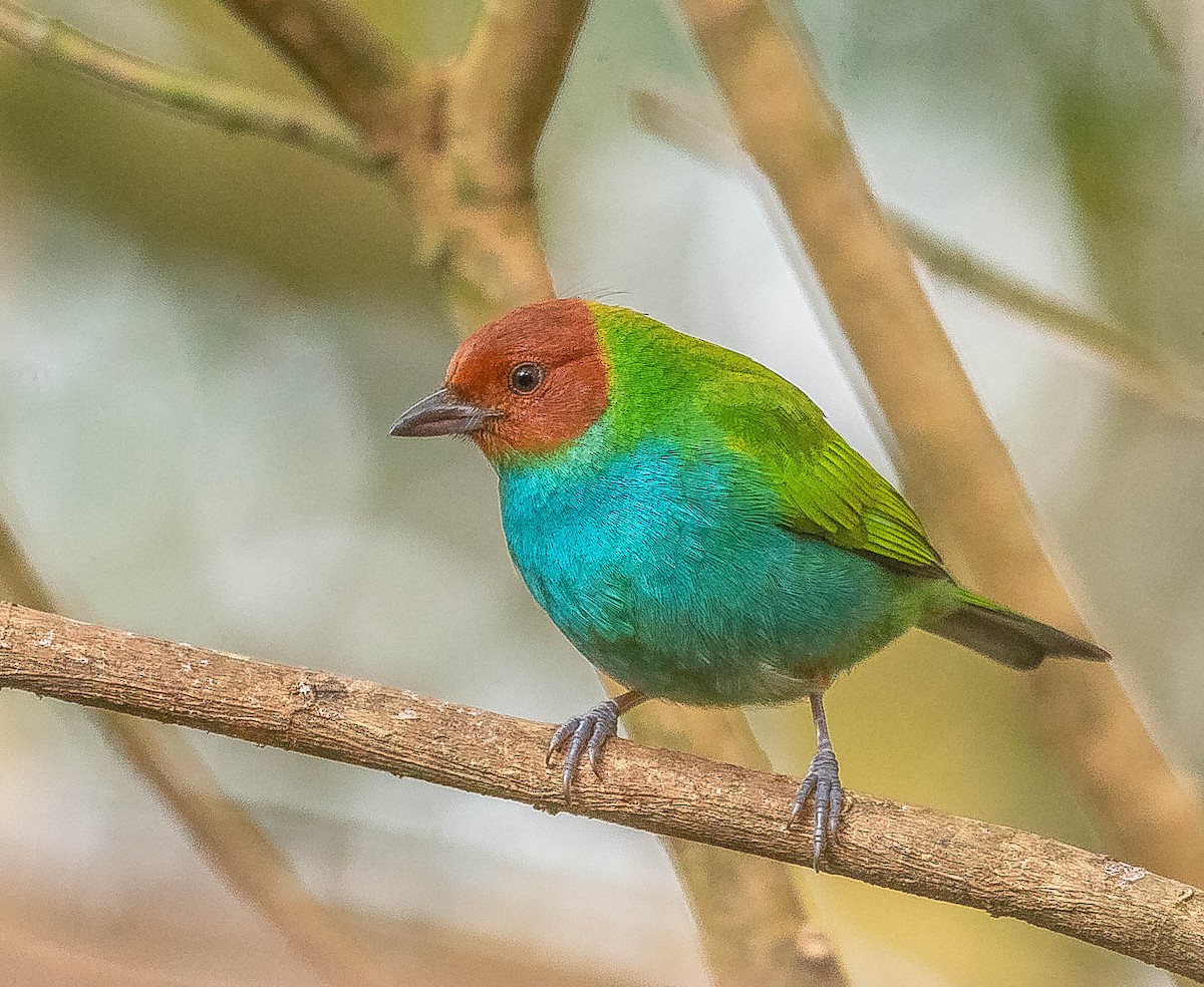 Tangara Cabecibaya - ML645843230