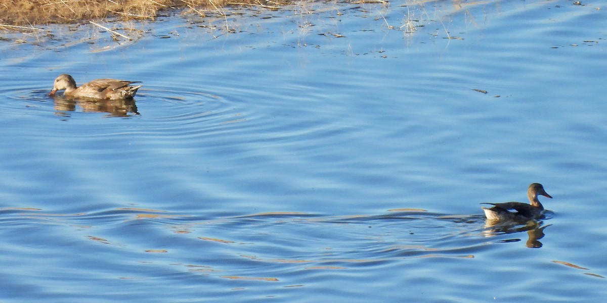 Серая утка - ML645843231