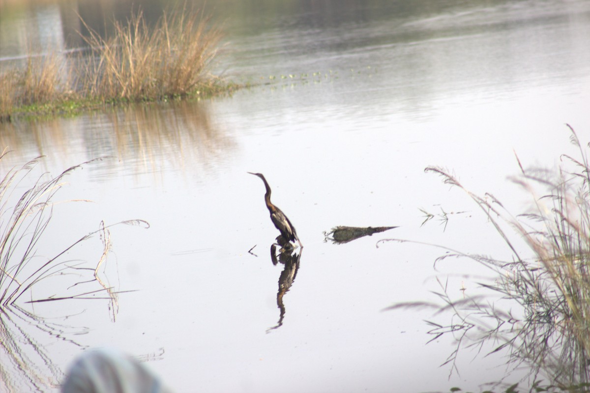 orientslangehals - ML645843234