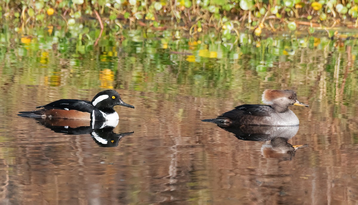 Hooded Merganser - ML645843236