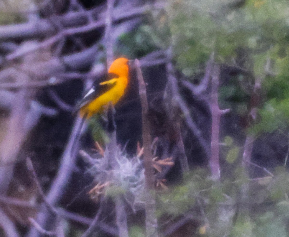 White-edged Oriole - ML645843237