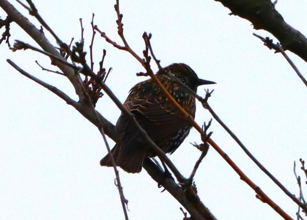 歐洲椋鳥 - ML645843238