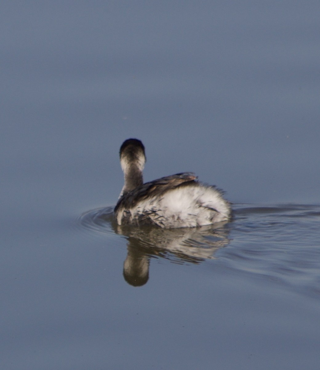 Grèbe à cou noir - ML645843256