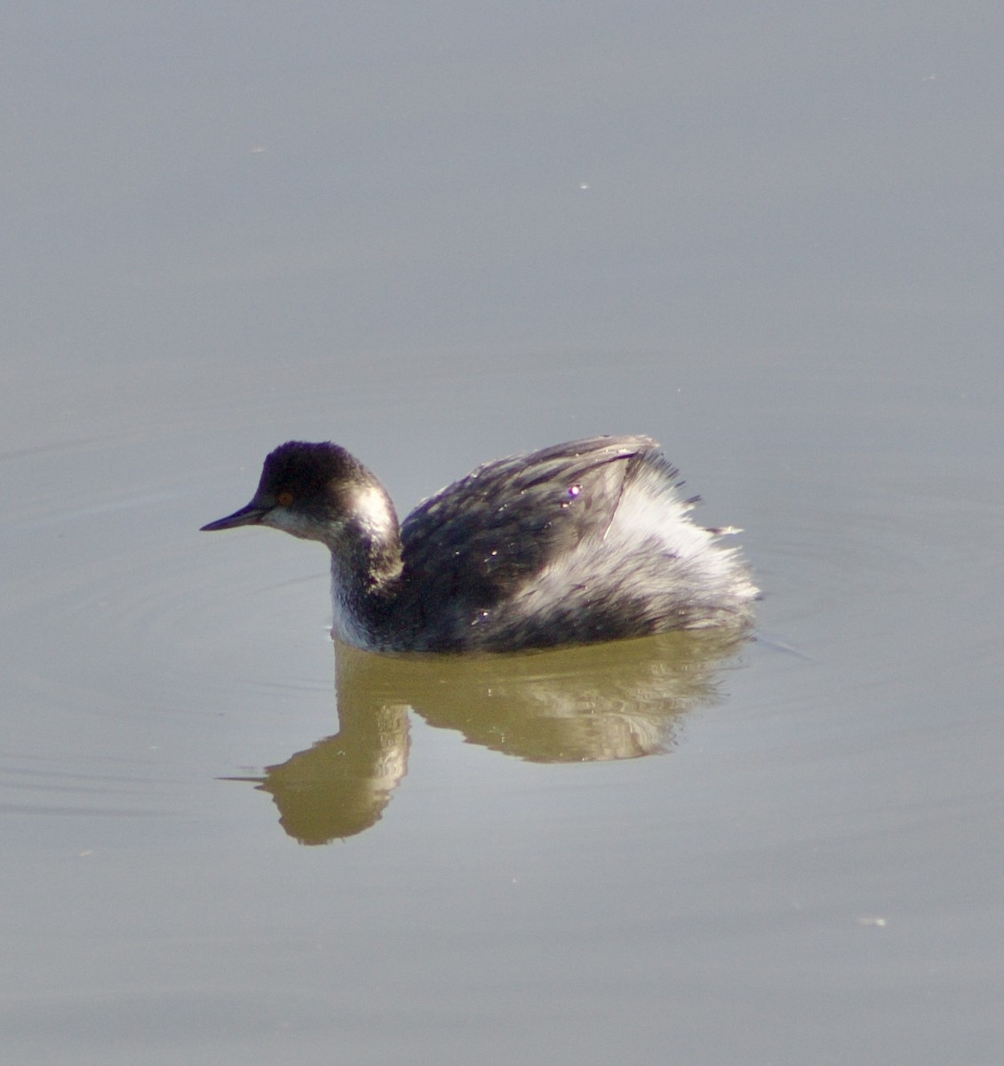 Grèbe à cou noir - ML645843257