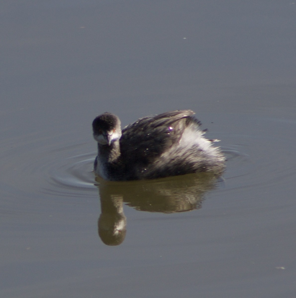 Grèbe à cou noir - ML645843259