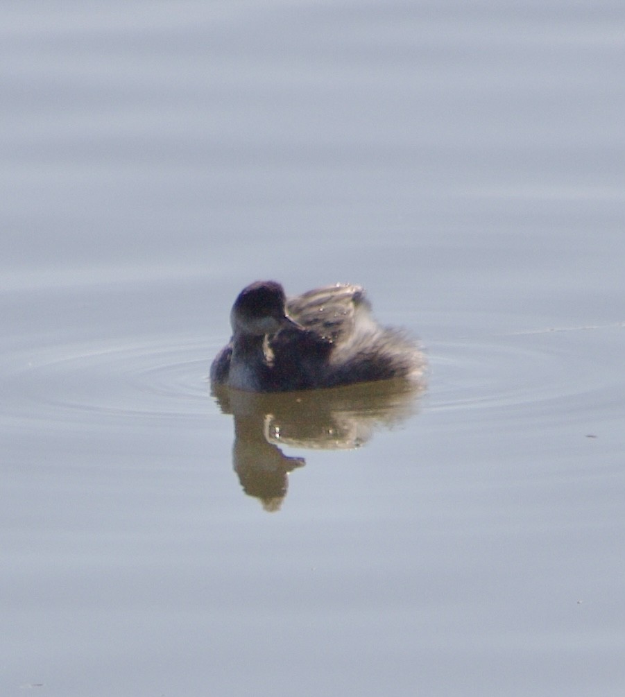 Grèbe à cou noir - ML645843260