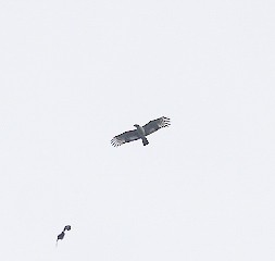 Crested Serpent-Eagle - ML645843263