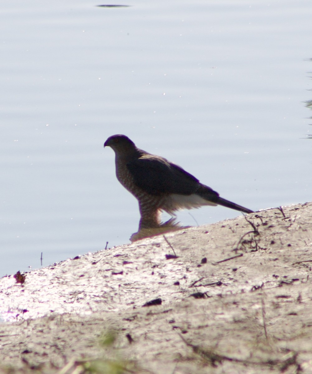 Cooper's Hawk - ML645843270