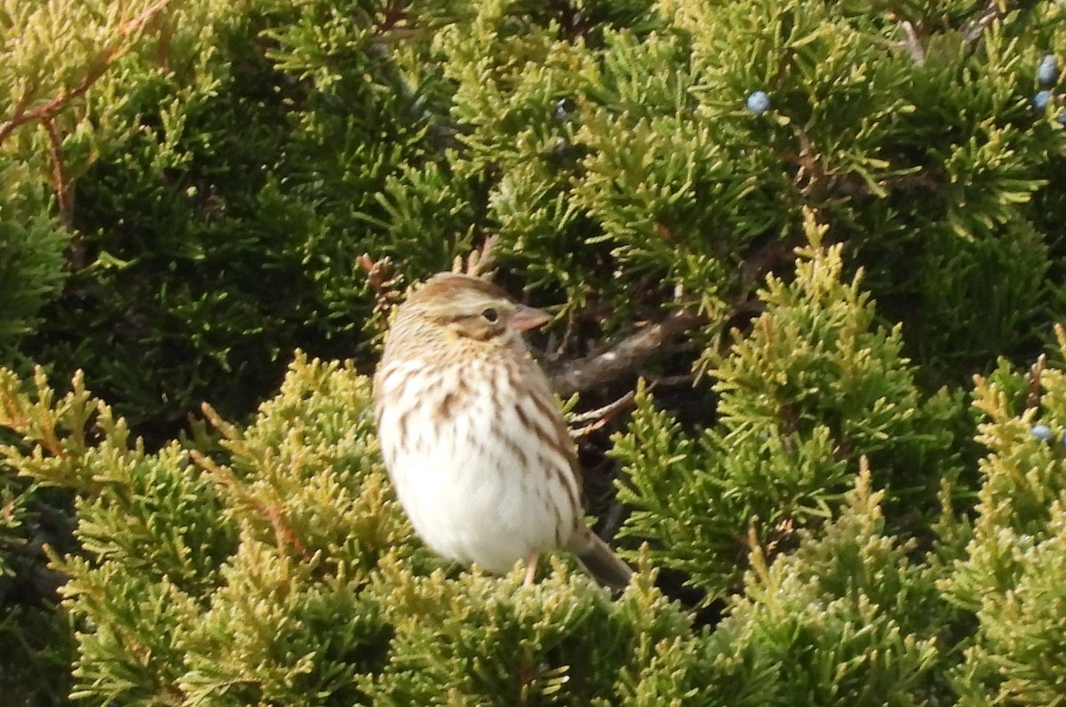 Пасовник савановий - ML645843274