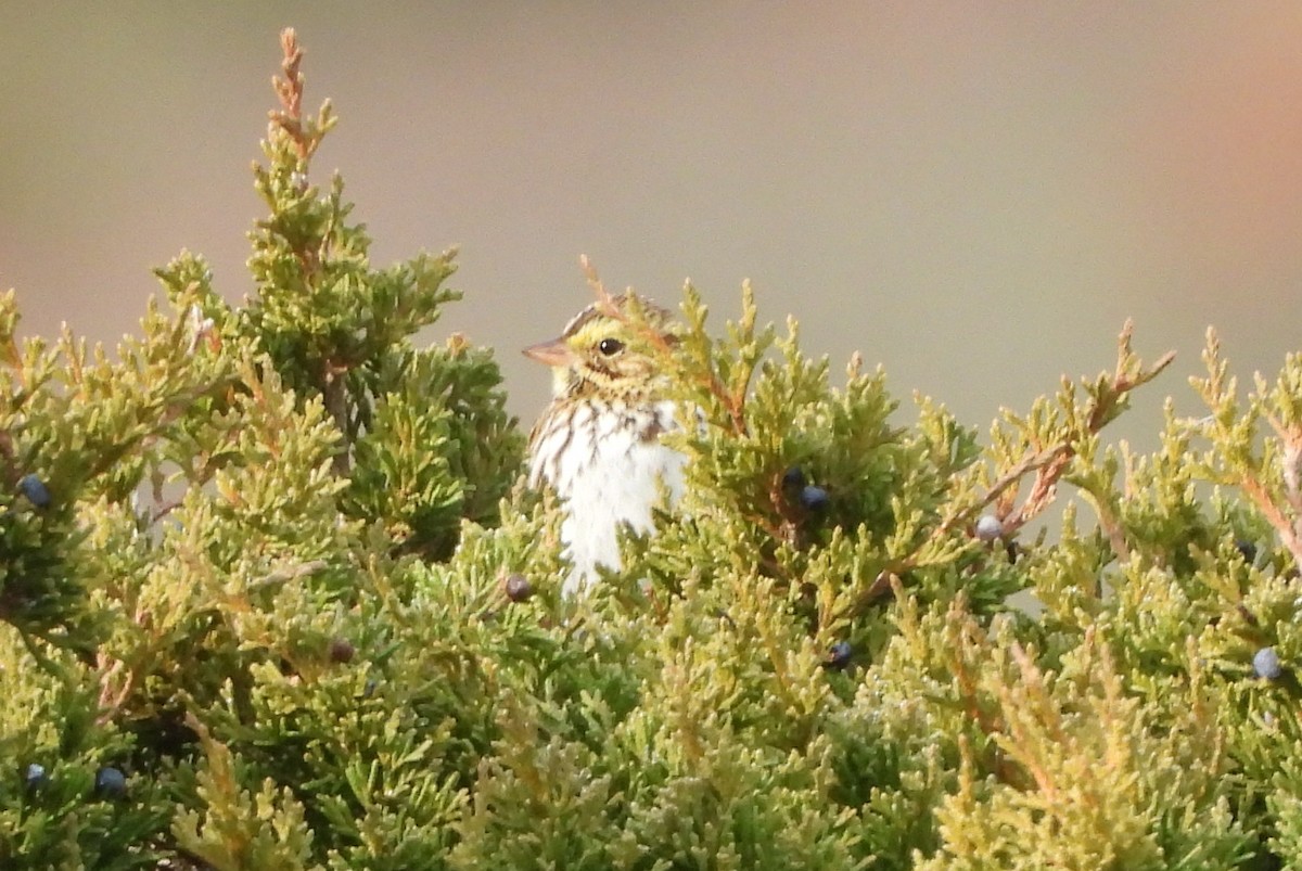 Пасовник савановий - ML645843275