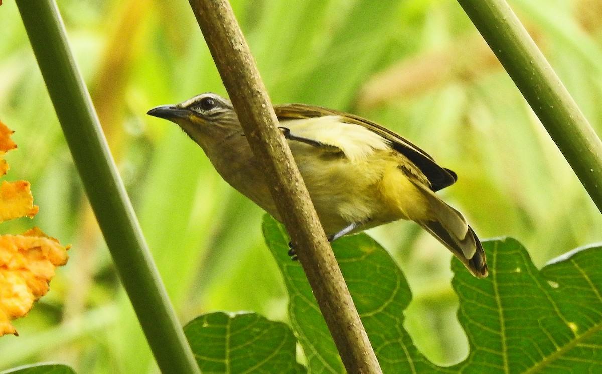 White-browed Bulbul - ML645843276