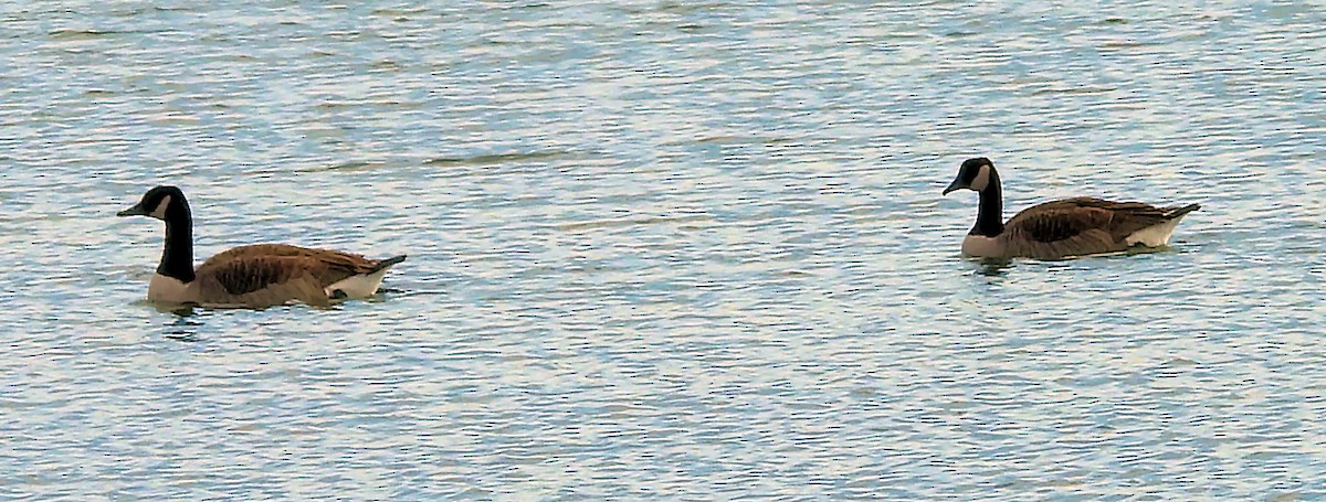 Canada Goose - ML645843291