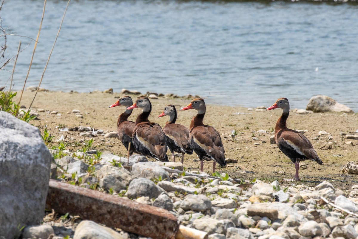 Black-bellied Whistling-Duck - ML645843298