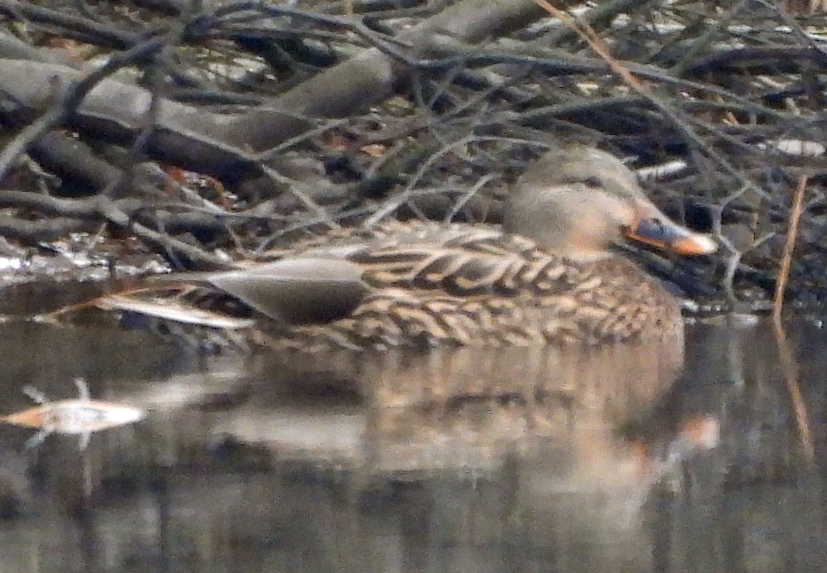 Mallard - ML645843302