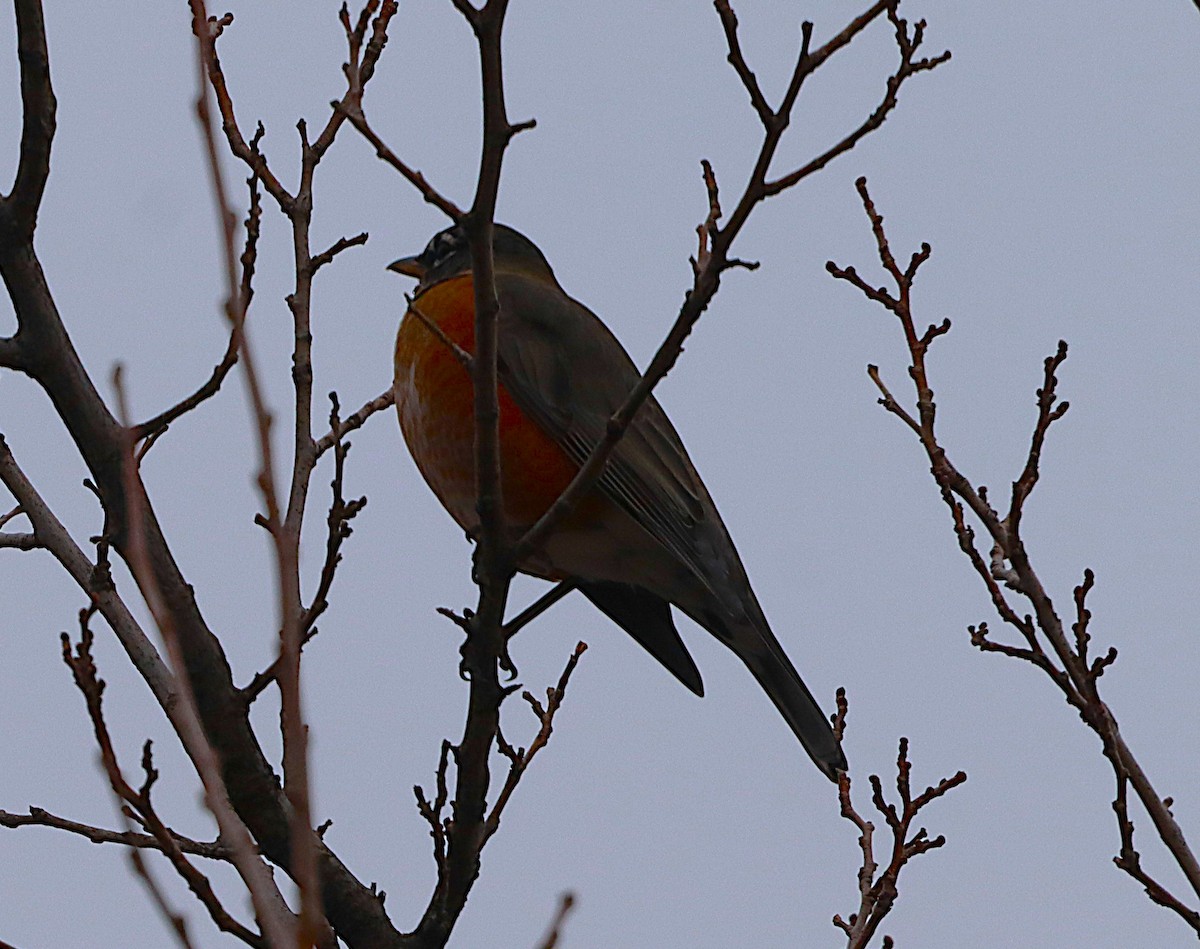 American Robin - ML645843303
