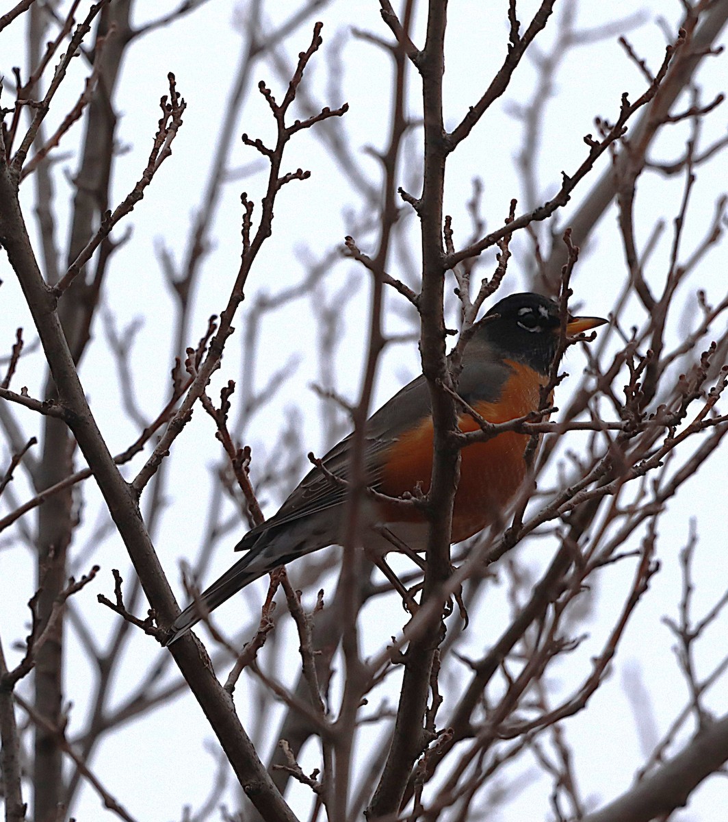 American Robin - ML645843308