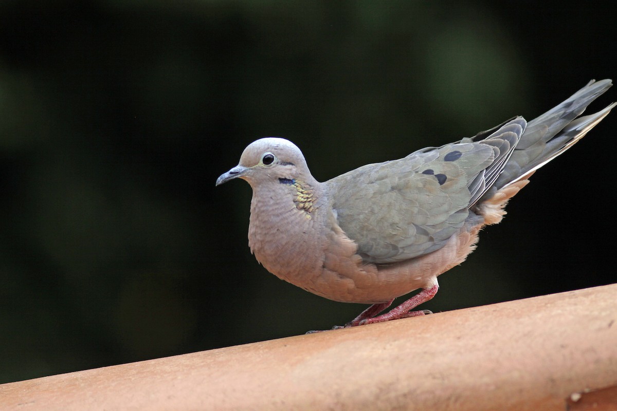 Eared Dove - ML645843309