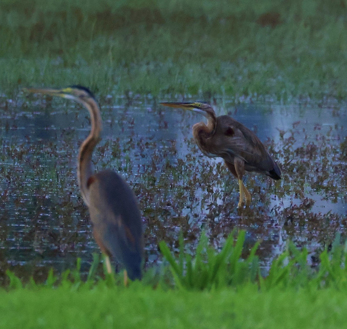 אנפה ארגמנית - ML645843310