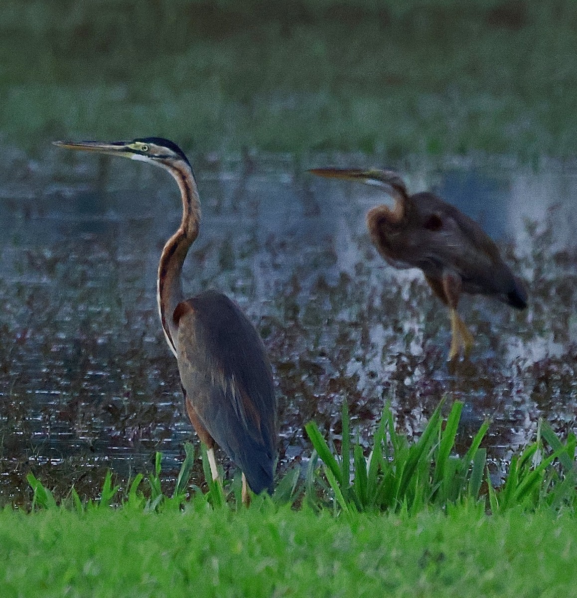 אנפה ארגמנית - ML645843311