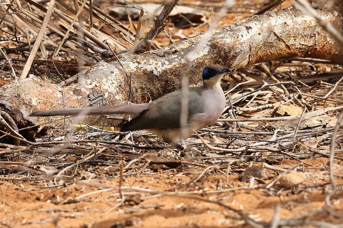 Olive-capped Coua - ML645843312