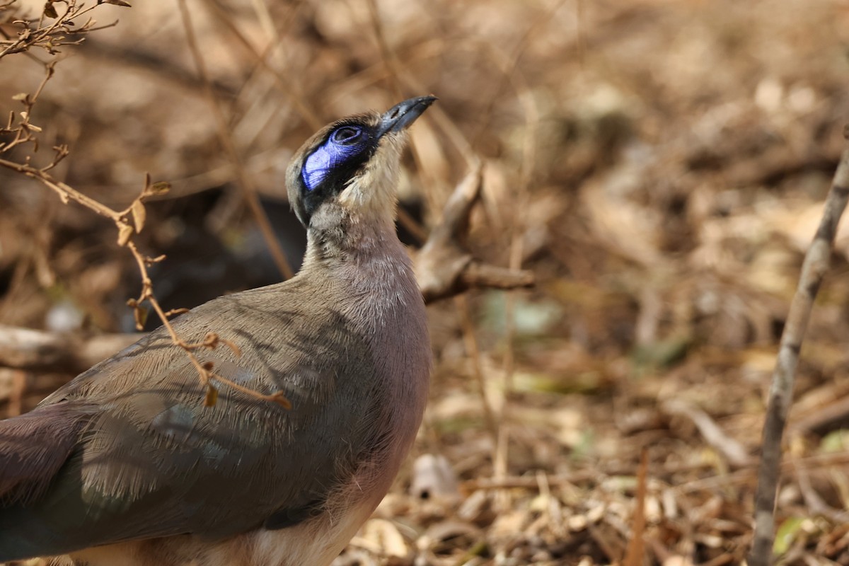 Olive-capped Coua - ML645843313