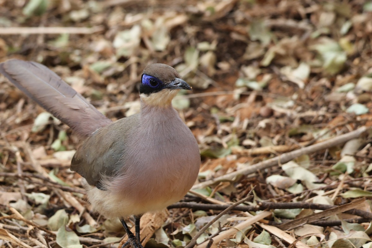 Olive-capped Coua - ML645843314