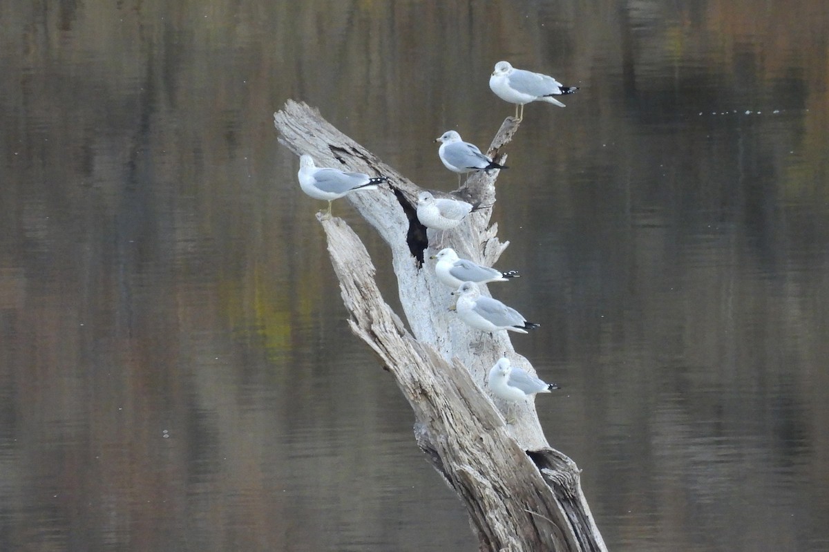 Ring-billed Gull - ML645843315