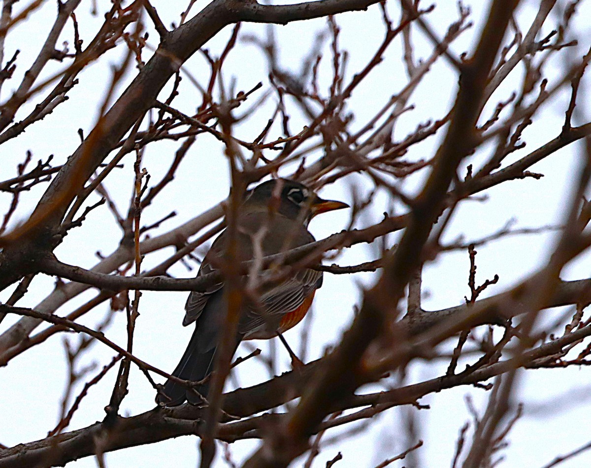 American Robin - ML645843316