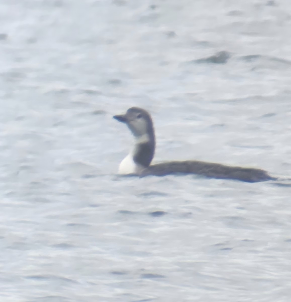 Common Loon - ML645843317