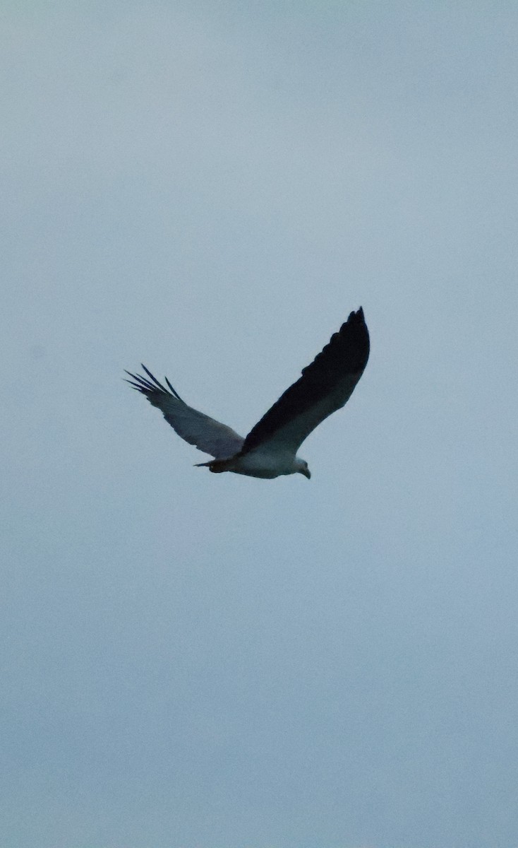 עיטם לבן-גחון - ML645843318