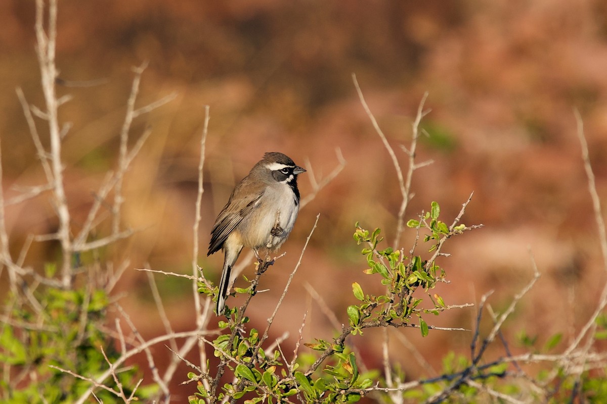 Black-throated Sparrow - ML645843319