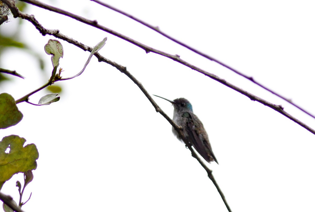 Andean Emerald - ML645843320