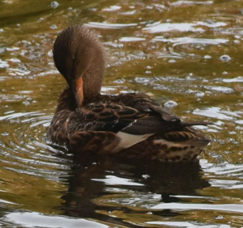 Gadwall - ML645843321
