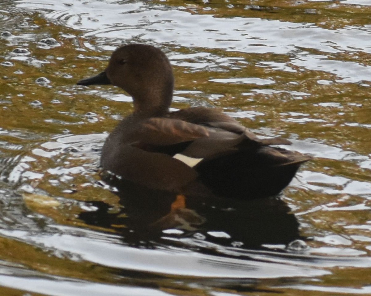 Gadwall - ML645843322