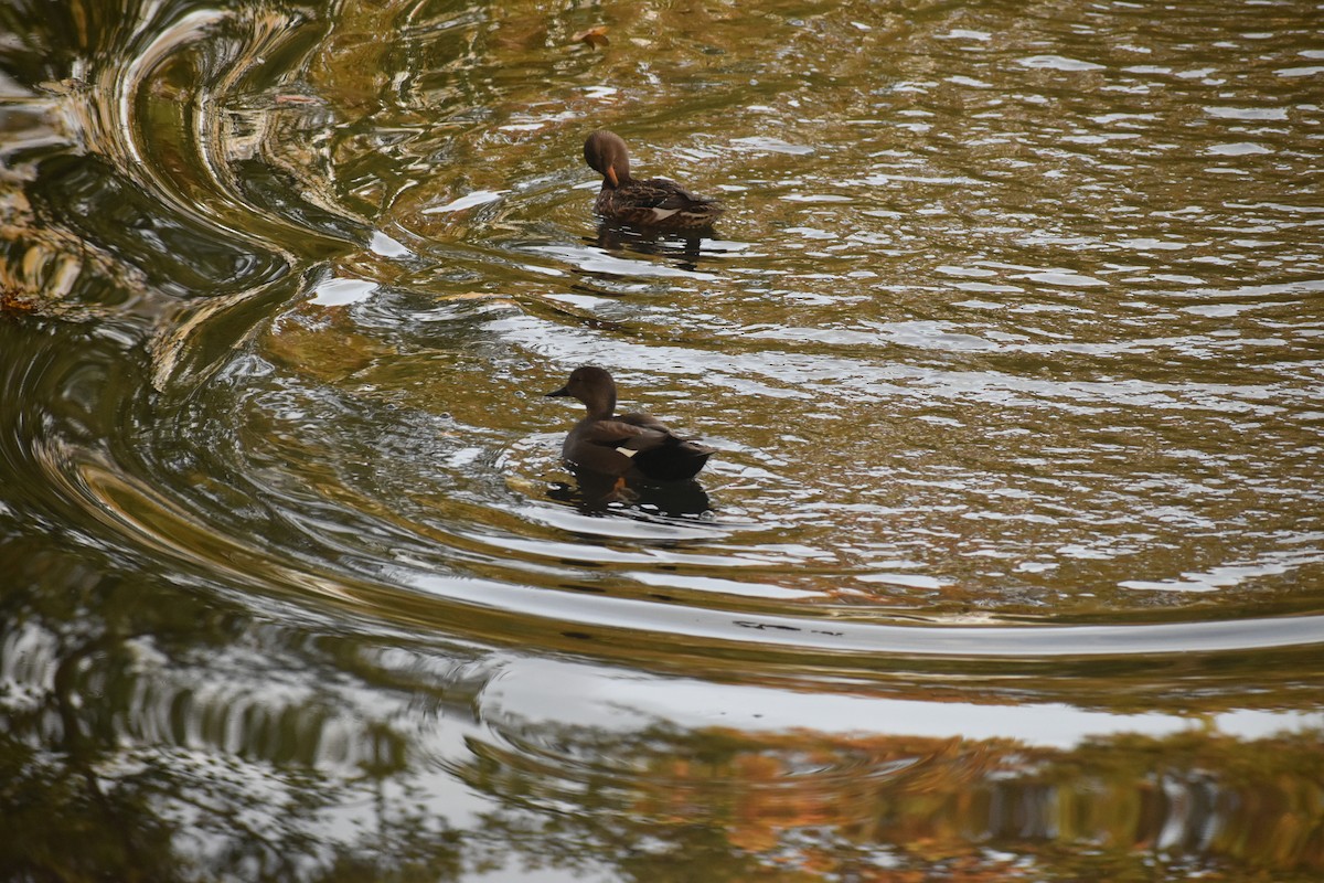 Gadwall - ML645843323