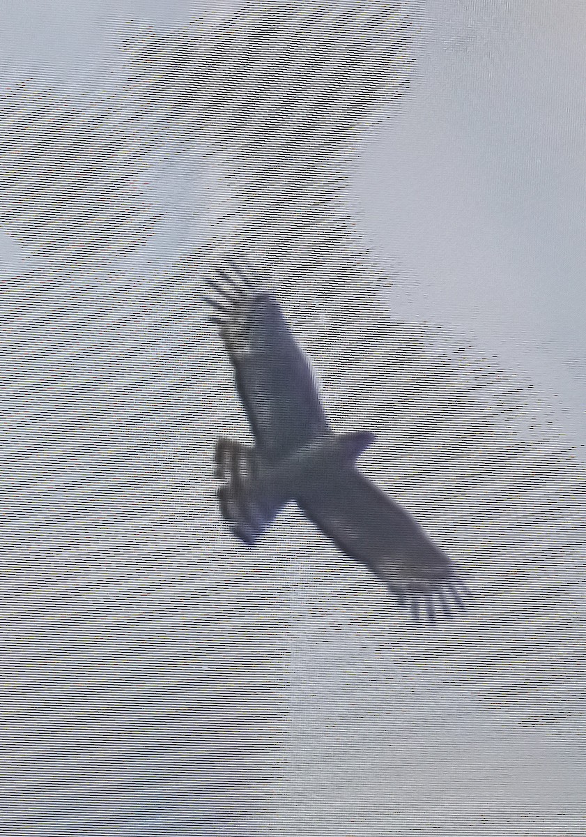 Crested Serpent-Eagle - ML645843324