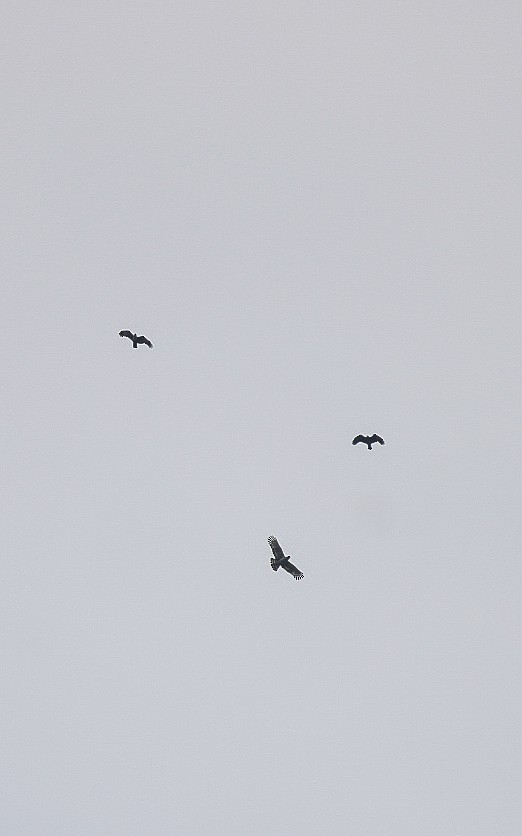 Crested Serpent-Eagle - ML645843325