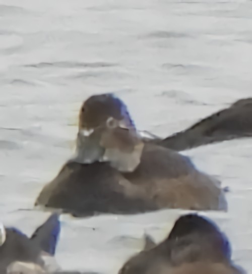 Ring-necked Duck - ML645843326