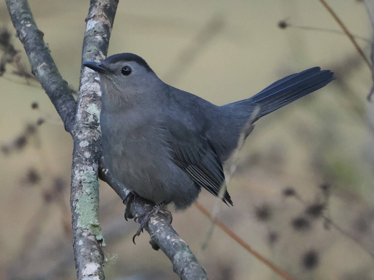 Gray Catbird - ML645843328