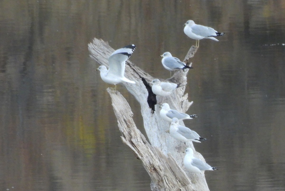 Ring-billed Gull - ML645843329