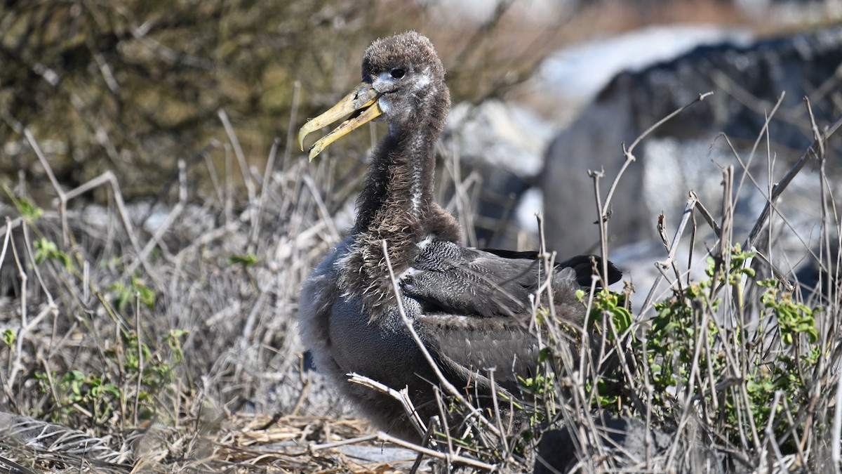 Waved Albatross - ML645843330