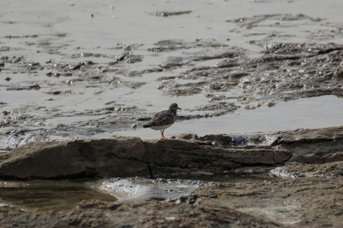 Ruddy Turnstone - ML645843331