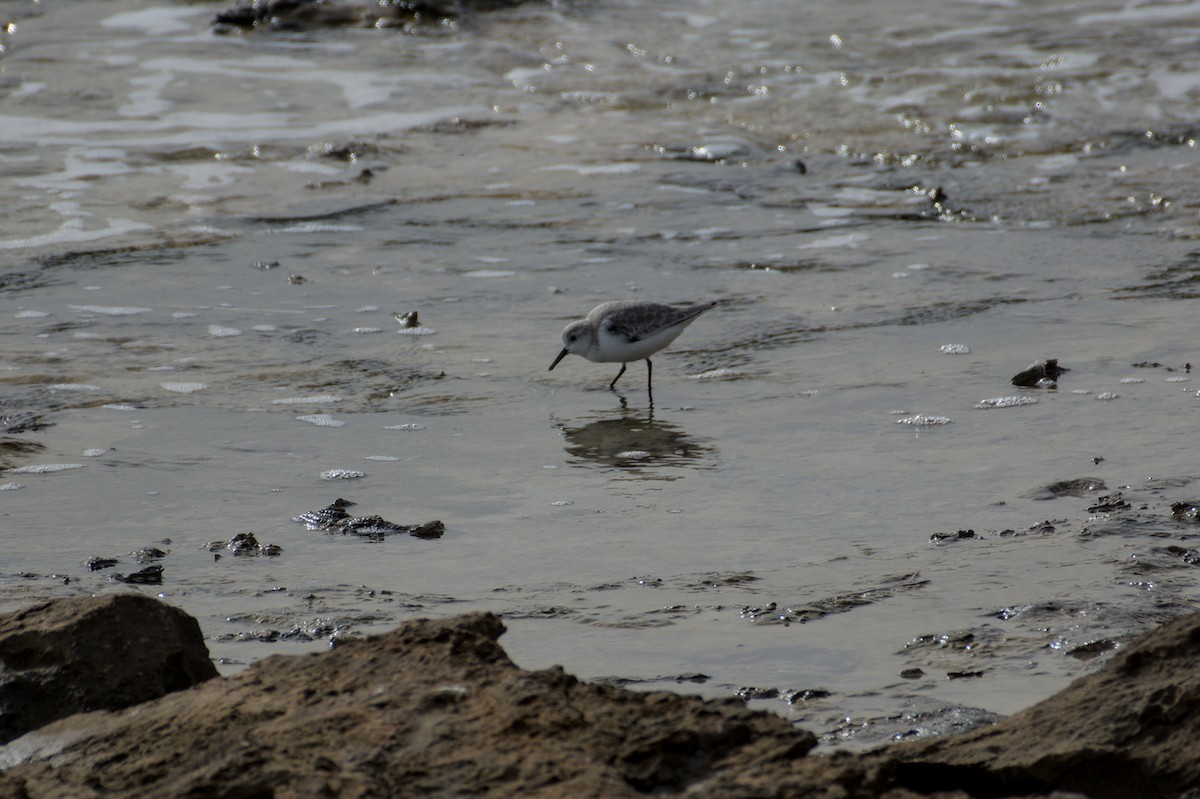 Sanderling - ML645843333