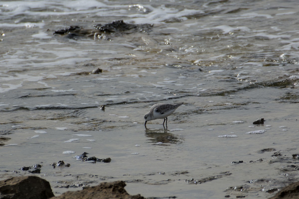 Sanderling - ML645843334