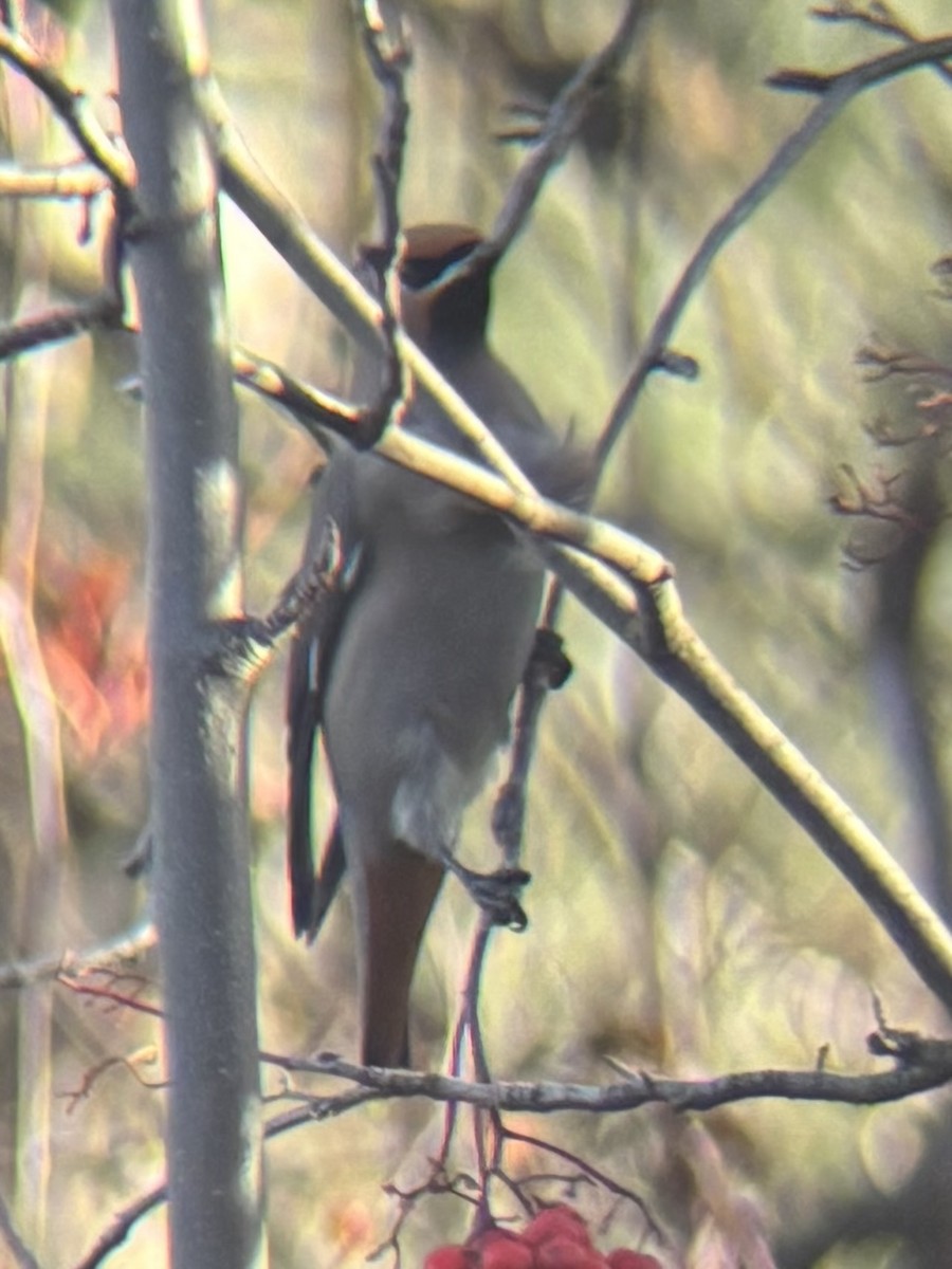 Bohemian Waxwing - ML645843335