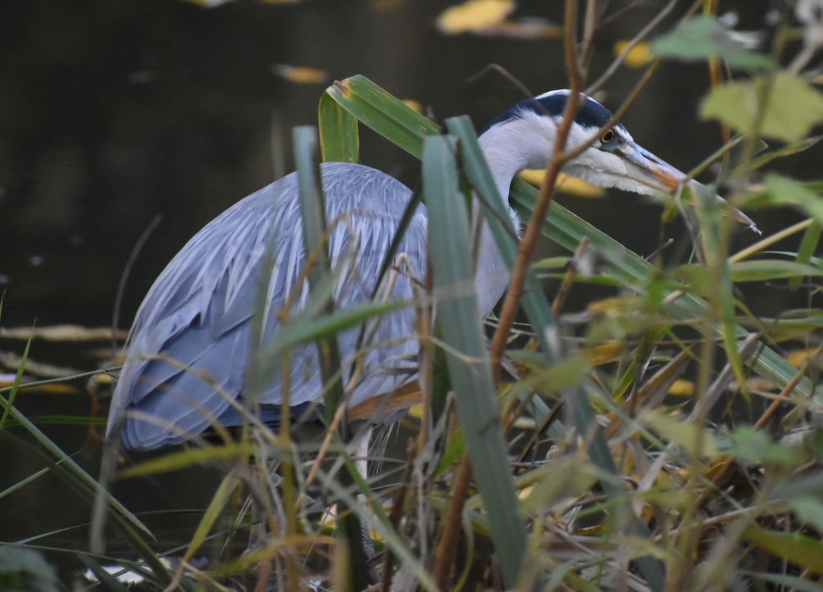 Gray Heron - ML645843336